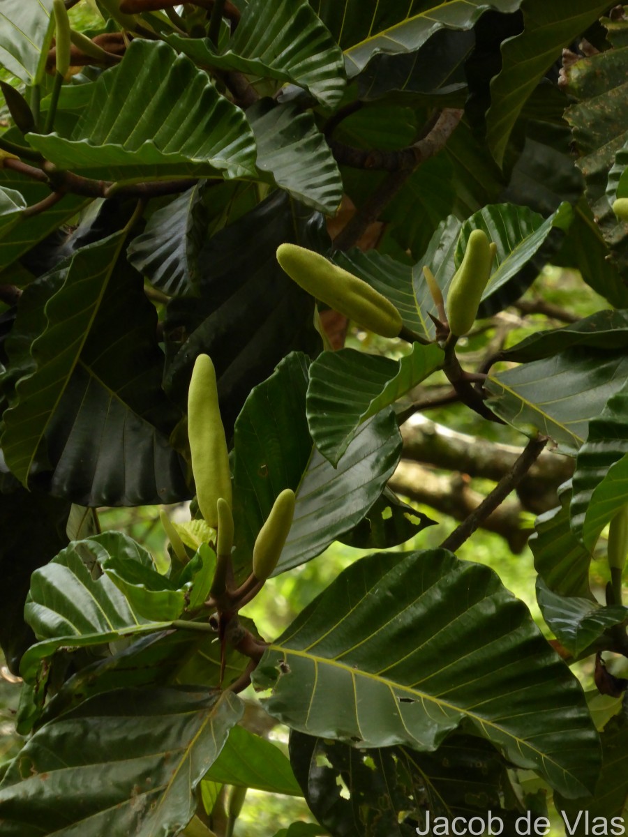 Artocarpus nobilis Thwaites